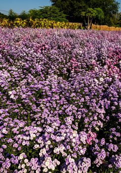 Purple margaret flowers in the flower field