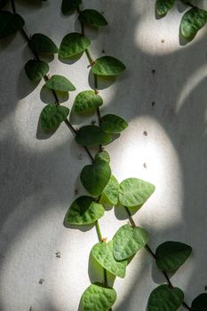 The Climbing Fig on the concrete wall in shade and light of sunlight