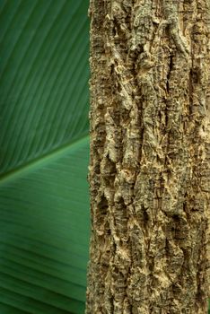 Texture and trenches on surface bark of tree trunk, abstract background