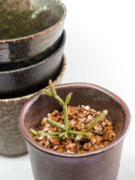 The ceramic mug has been adapted for planting small pot plants