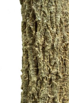 Texture and trenches on surface bark of tree trunk, abstract background