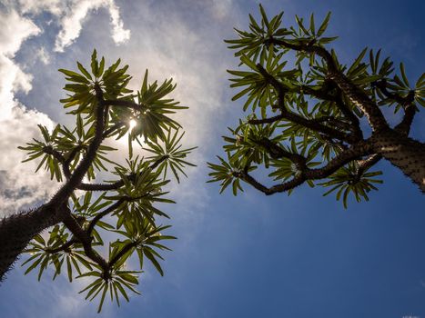 Low angle view of Madagascar palm the Spiky desert plant against blue sky