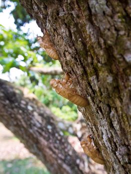 Closeup Molt of Cicada on tree bark