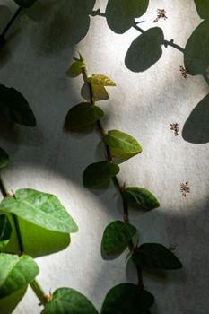 The Climbing Fig on the concrete wall in shade and light of sunlight