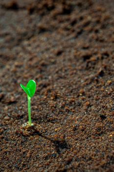 Young seeding sprout up on the moist soil