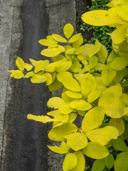 Golden yellow leaves by species of Dendrolobium umbellatum