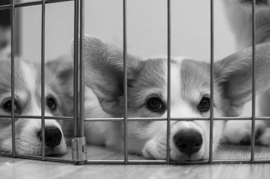 Close-up portrait of welsh corgi puppies in a cage