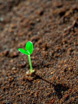 Young seeding sprout up on the moist soil