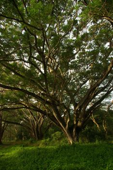 Shade of Rain-tree canopy Big tree in the forest