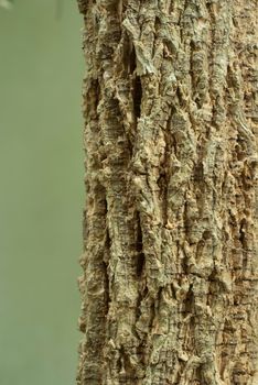 Texture and trenches on surface bark of tree trunk, abstract background