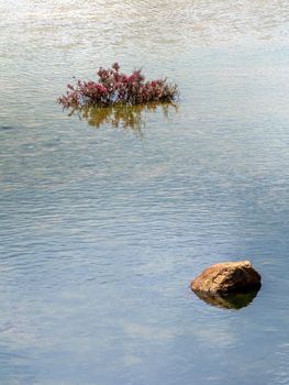 Mangrove plants with red leaves grow in clumps in the water