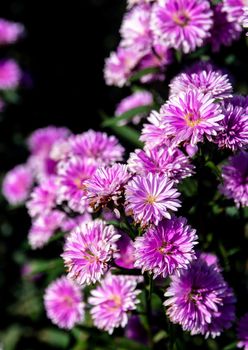 Purple margaret flowers in the flower field