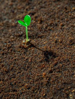 Young seeding sprout up on the moist soil