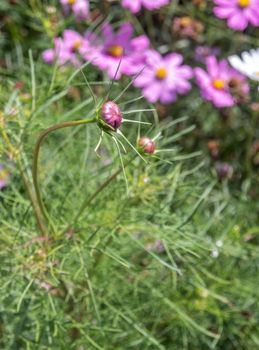 buds of pink cosmos flowers in the flower field