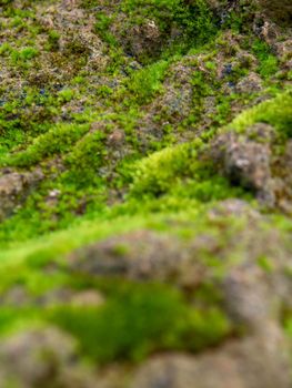 Close-up of freshness green moss growing covered on the moist stone floor, selective focus