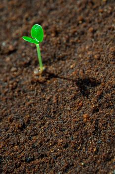 Young seeding sprout up on the moist soil