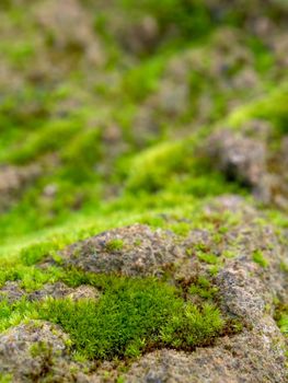 Close-up of freshness green moss growing covered on the moist stone floor, selective focus