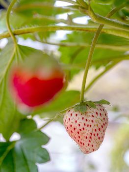 Fresh strawberries have not been collected from a strawberry plant