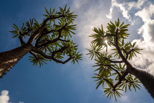 Low-angle view of Madagascar palm the Spiky desert plant against blue sky