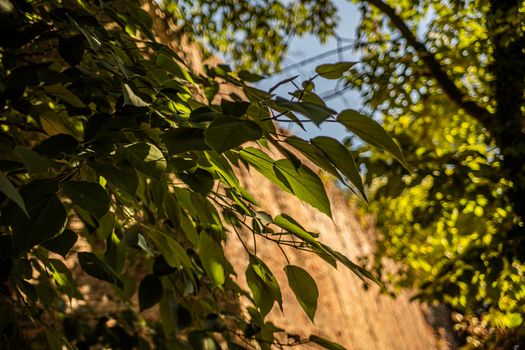 City tree leaf detail in a sunny day