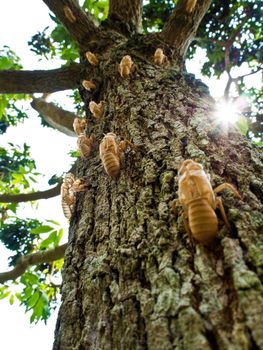 Closeup Molt of Cicada on tree bark