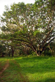 Shade of Rain-tree canopy Big tree in the forest