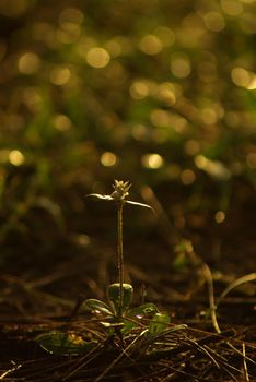 Small weed flower in the gold light in the morning