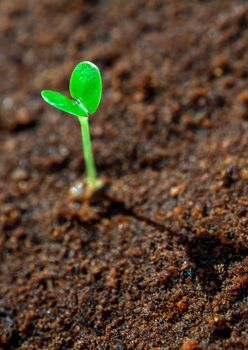 Young seeding sprout up on the moist soil