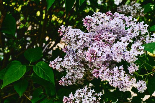 a Eurasian shrub or small tree of the olive family, that has fragrant violet, pink, or white blossoms and is widely cultivated as an ornamental.