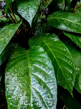 Glossy and dark green leaf surface of rainforest plants Congo fig Dorstenia Elata