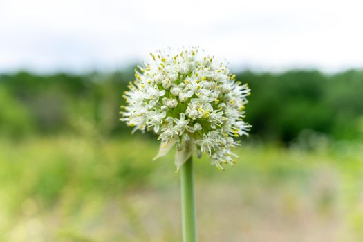 Garlic flower. Plant and grow at home. Garlic seeds. Rural natural background with place for writing. Copy space.