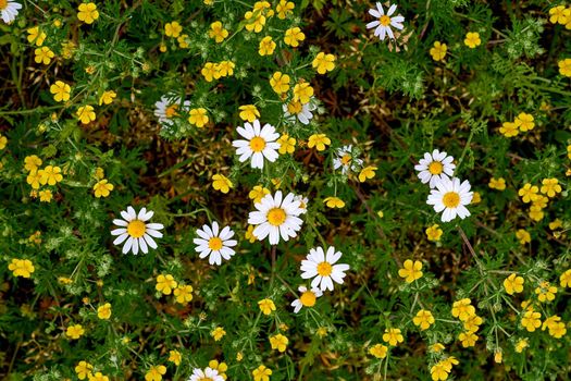 the seed-bearing part of a plant, consisting of reproductive organs stamens and carpels that are typically surrounded by a brightly colored corolla petals and a green calyx