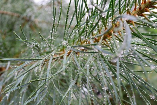 Green pine branch with raindrops close-up. Selective focus.