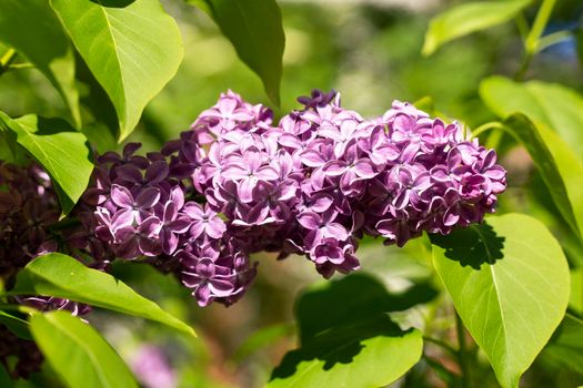 lovely fresh branches of lilac flowers on a background of green leaves. natural spring background, soft selective focus. A branch of blooming purple lilac close-up. Beautiful greeting card