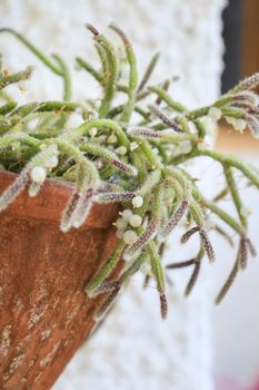 Beautiful Rhipsalis Baccifera Horrida in clay pot hanging on the wall