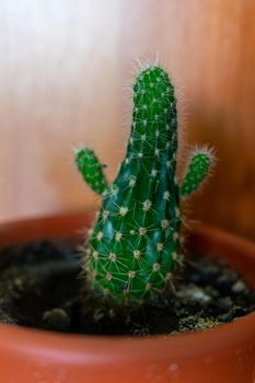 A small cactus in a brown pot looks like a person with raised arms.