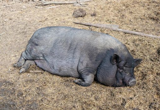 Archeoskanzen Modra, open-air museum of Great Moravian settlement, Modra. Lying Vietnamese pig as an exhibit in the open-air museum