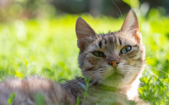 Close-up of a cat with green eyes lies in the grass. Curious cat looks around on the street, close-up. Funny beautiful cat poses for the camera on a summer sunny day. Animal love concept