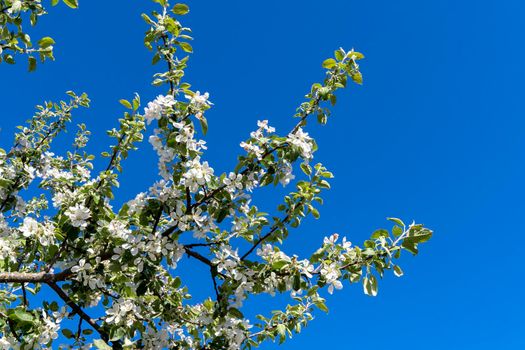 a blooming cherry branch on a blue sky background. white cherry blossoms on a tree under a clear blue sky in sunny weather. Beautiful cherry blossoms during the spring season in the park. Selective focus