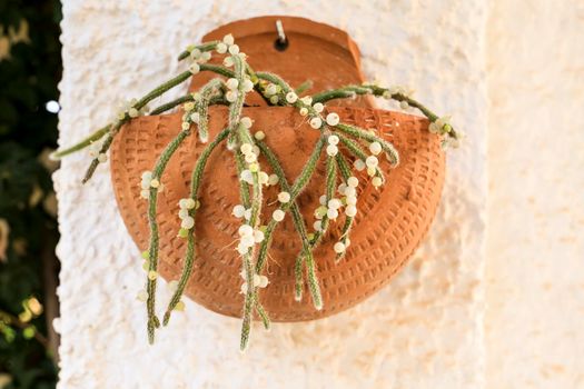 Beautiful Rhipsalis Baccifera Horrida in clay pot hanging on the wall