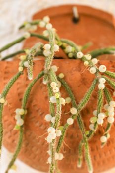 Beautiful Rhipsalis Baccifera Horrida in clay pot hanging on the wall