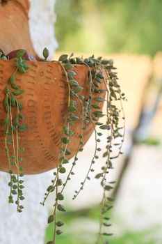 Beautiful Senecio Herreianus in clay pot hanging on the wall