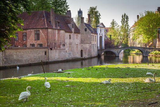 Delicate Swans resting near Beguinage and canal, Bruges, Belgium