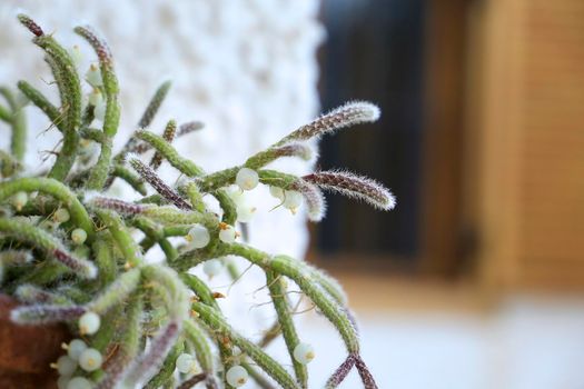 Beautiful Rhipsalis Baccifera Horrida in clay pot hanging on the wall