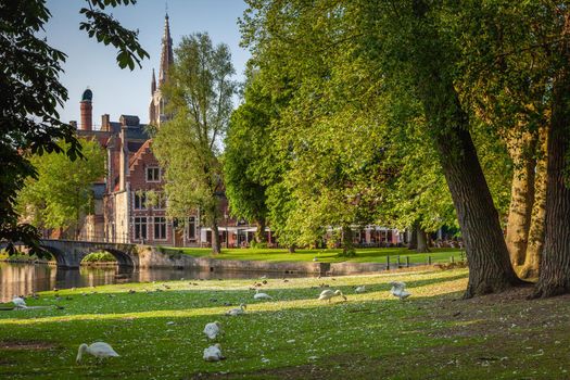 Delicate Swans resting near Beguinage and canal, Bruges, Belgium