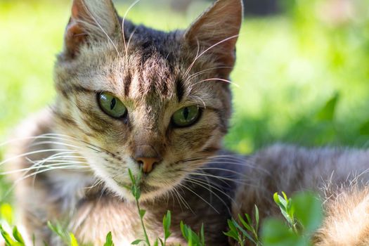 Close-up of a cat with green eyes lies in the grass. Curious cat looks around on the street, close-up. Funny beautiful cat poses for the camera on a summer sunny day. Animal love concept