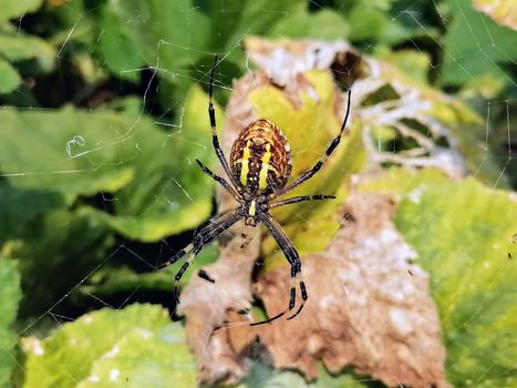 Macro spider close-up shot. Spider in the wild nature weaving web. Toxic wild spider. . High quality photo