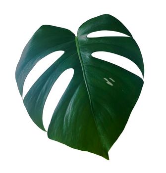 Green Monstera Leaf Isolated on White Background.