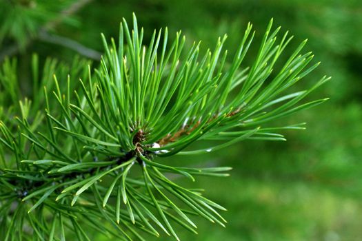 Dark green needles of a coniferous tree close-up on a blurred forest background..