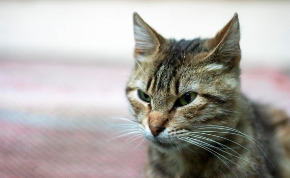 Close-up of a serious cat with green eyes. Curious cat looks around on the street, close-up. Funny beautiful cat poses for the camera on a summer sunny day. Animal love concept